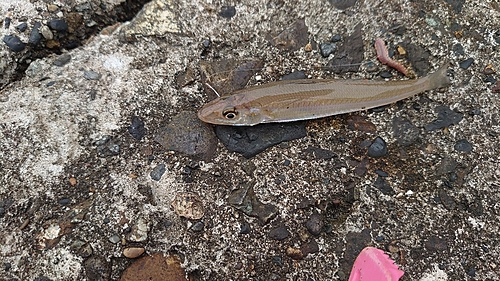 シロギスの釣果