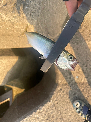 サバの釣果