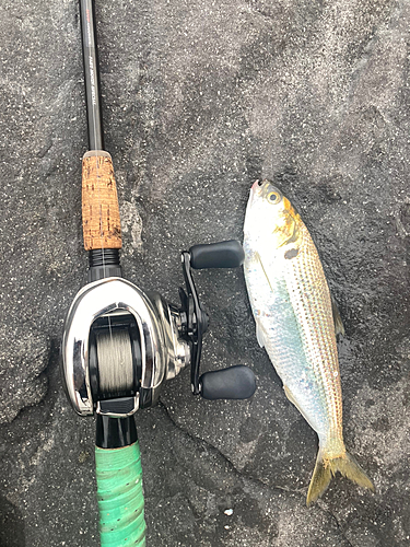 コノシロの釣果