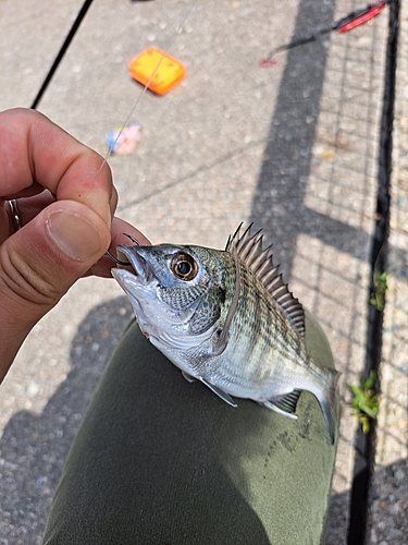 キビレの釣果