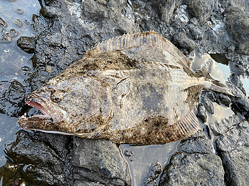 ヒラメの釣果