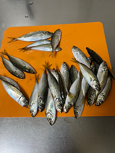 アジの釣果