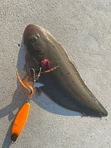 シタビラメの釣果