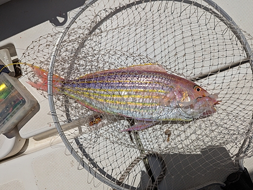 イトヨリダイの釣果