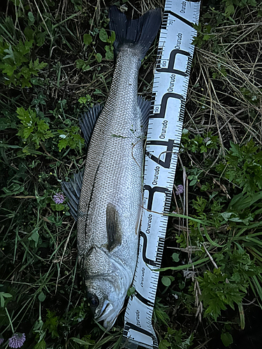 スズキの釣果