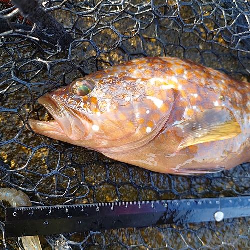 キジハタの釣果