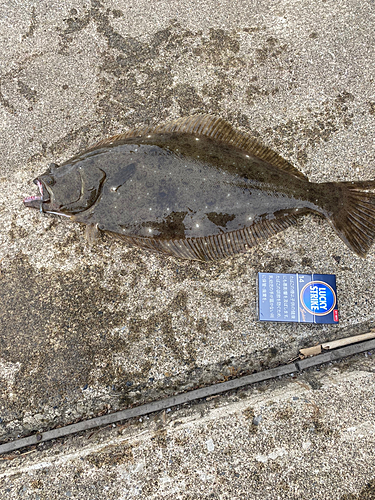 ヒラメの釣果