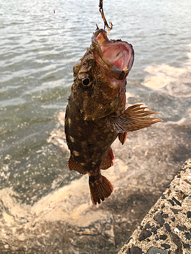 カサゴの釣果