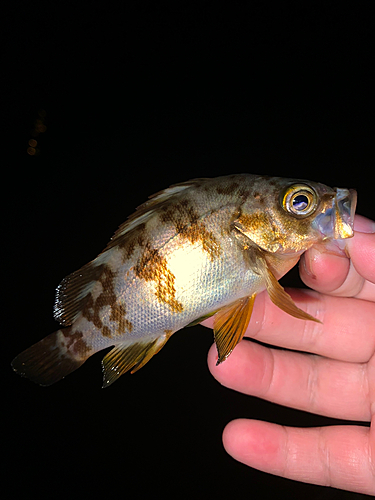 メバルの釣果