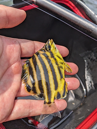 カゴカキダイの釣果