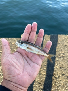 クロムツの釣果