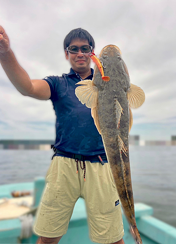 マゴチの釣果