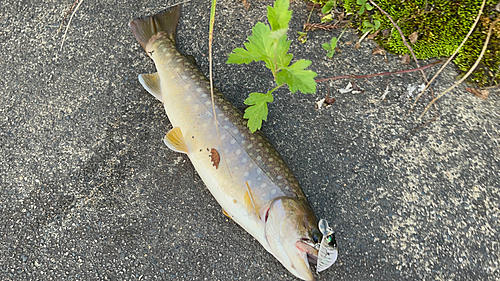 イワナの釣果