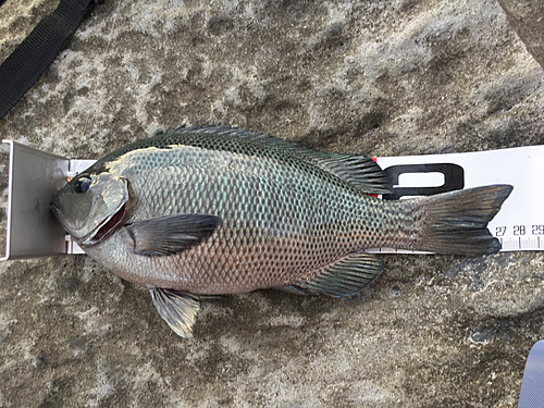 メジナの釣果