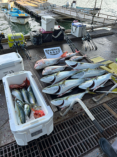 ハマチの釣果