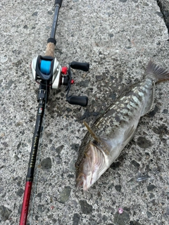 アイナメの釣果