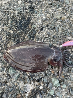 コウイカの釣果