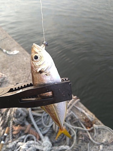 カマスの釣果