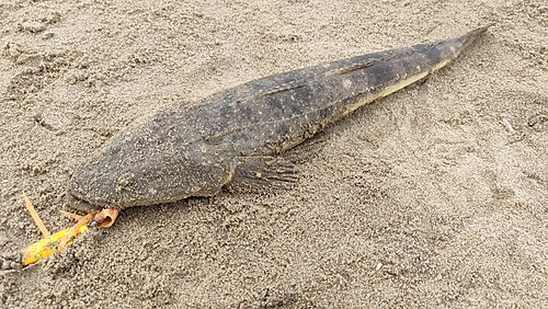 マゴチの釣果