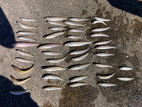 キスの釣果