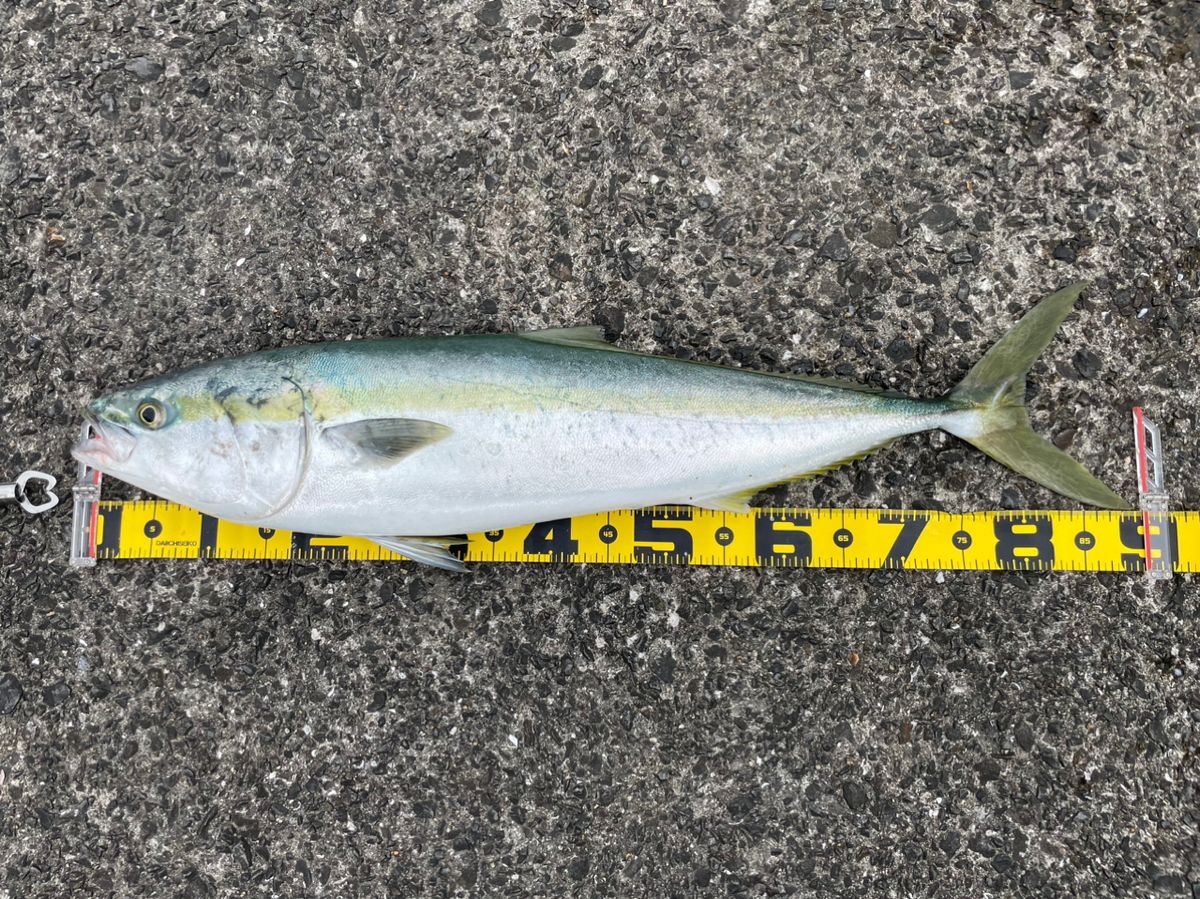 KP anglerさんの釣果 2枚目の画像