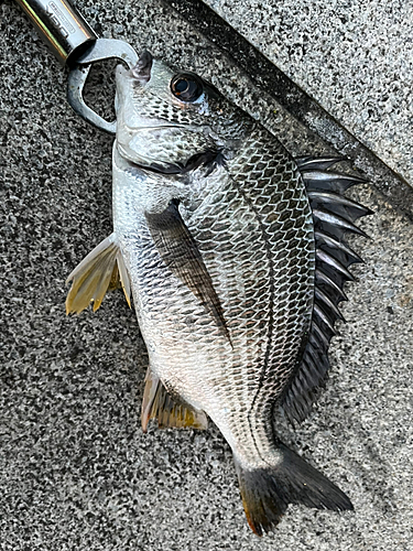 キビレの釣果