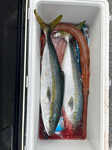 メジロの釣果