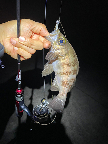 クロメバルの釣果