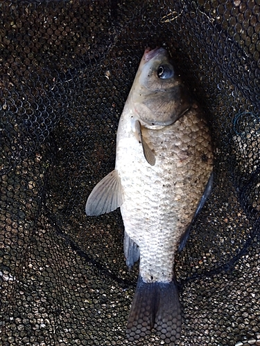 フナの釣果