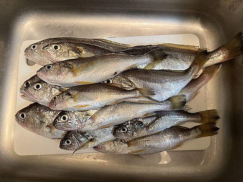 イシモチの釣果