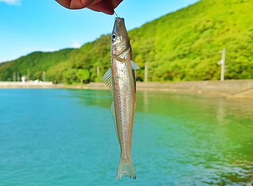 シロギスの釣果