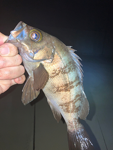 アカメバルの釣果