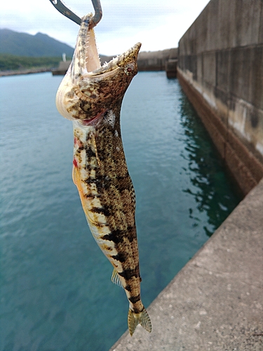 アカエソの釣果