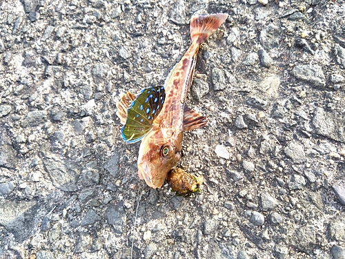 ホウボウの釣果