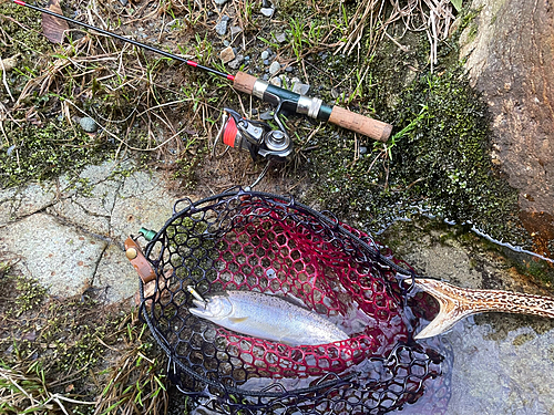 ヤマメの釣果