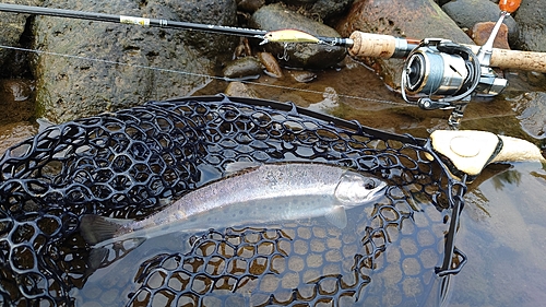 ヤマメの釣果