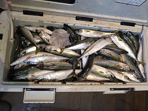 マサバの釣果