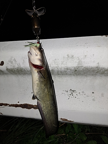 ナマズの釣果