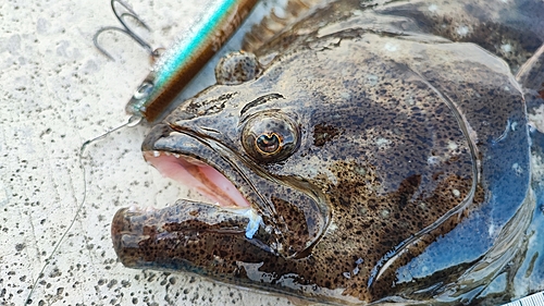 ヒラメの釣果