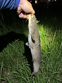 ナマズの釣果