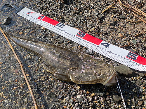 マゴチの釣果