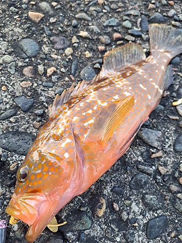 キジハタの釣果