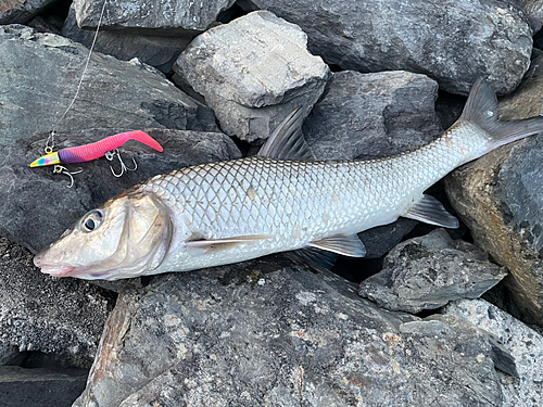 ニゴイの釣果