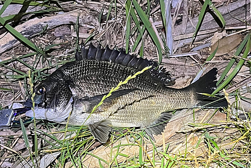 クロダイの釣果