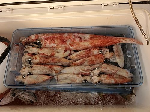 ケンサキイカの釣果