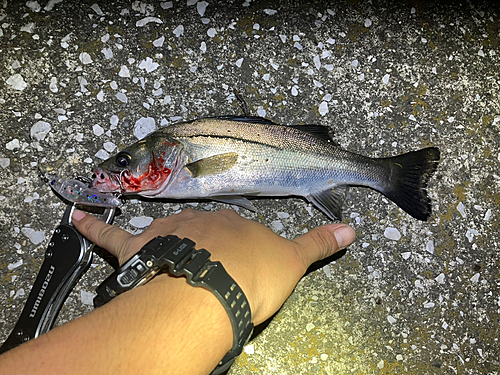 シーバスの釣果