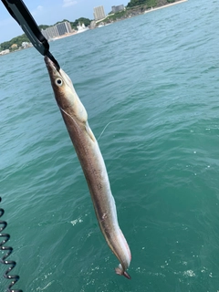 ハモの釣果