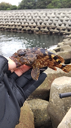 ガシラの釣果