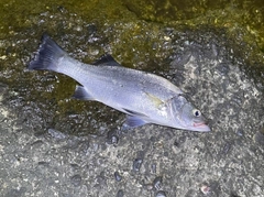 ヒラスズキの釣果