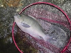 クチブトグレの釣果